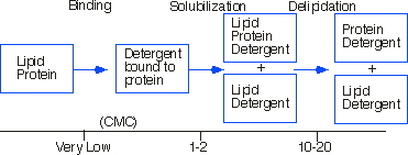 Binding - Solubilization Delipidation
